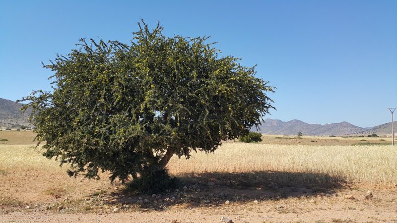 drzewo arganowe, olej arganowy, pielęgnacja 