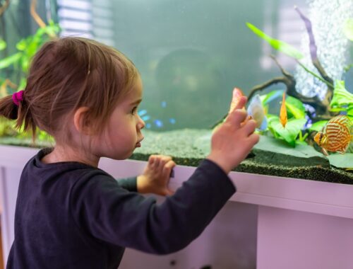 Dziewczynka ogląda rybki w akwarium